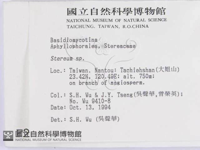 韌革菌屬藏品圖，第2張