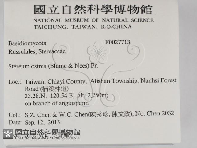 蠔韌革菌藏品圖，第2張