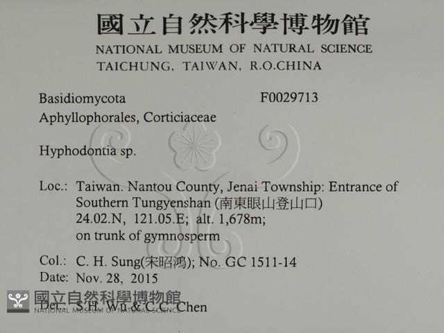 絲齒菌屬藏品圖，第2張