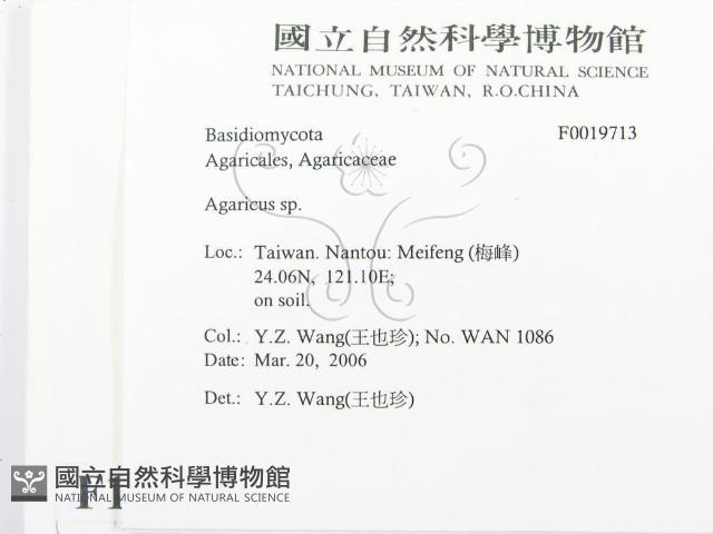 傘菌屬藏品圖，第2張