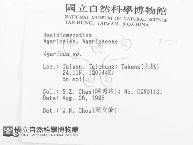 傘菌屬藏品圖，第2張