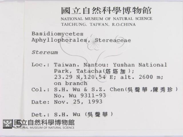 韌革菌屬藏品圖，第2張