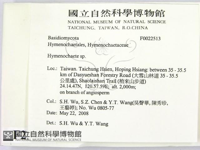 刺革菌屬藏品圖，第2張