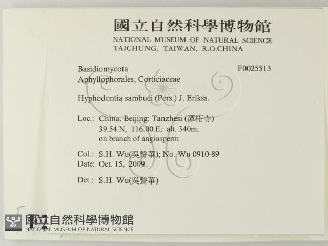 冇骨消絲齒菌藏品圖，第2張