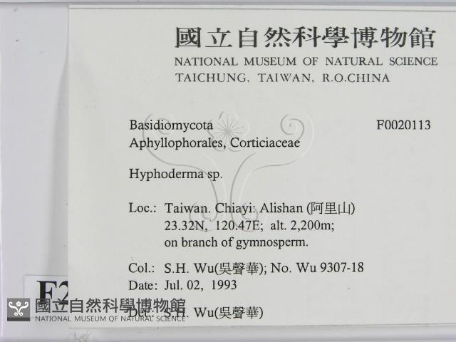絲皮菌屬藏品圖，第2張