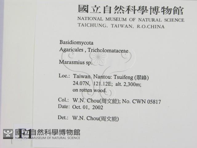 小皮傘屬藏品圖，第2張