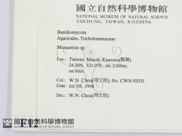 小皮傘屬藏品圖，第2張