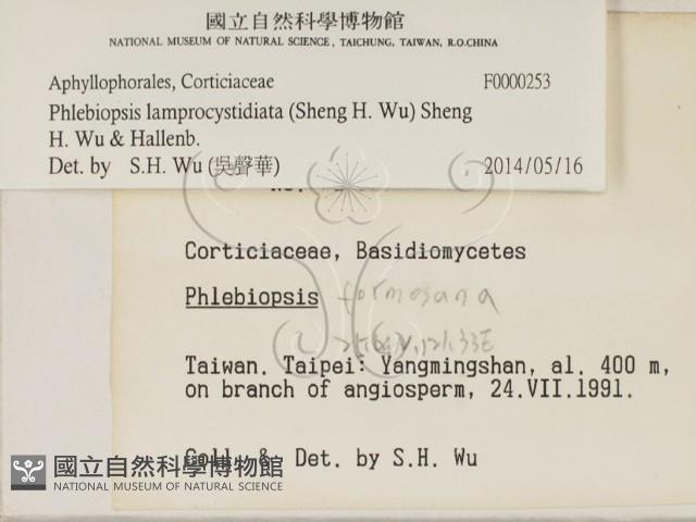 燈籠囊擬射脈菌藏品圖，第2張