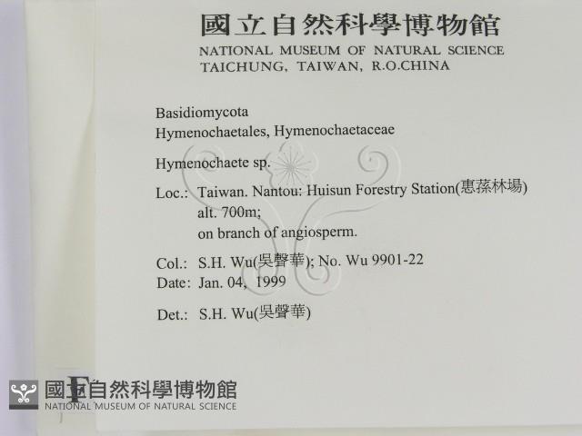 刺革菌屬藏品圖，第2張