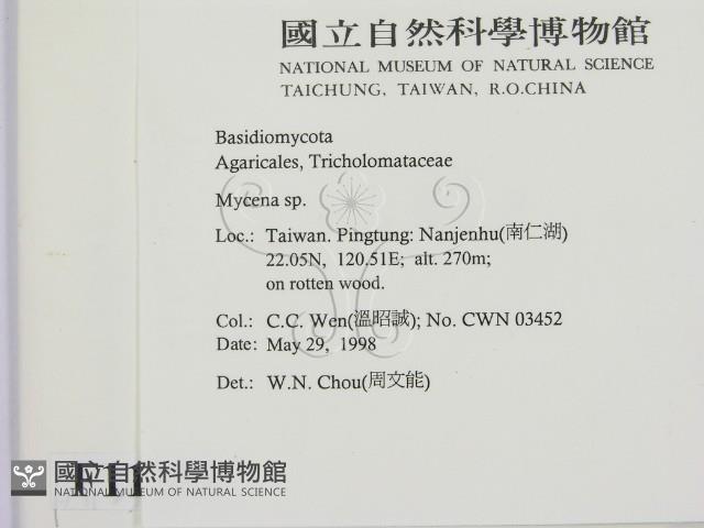 小菇屬藏品圖，第2張