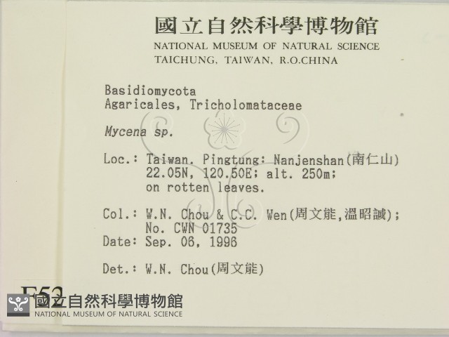 小菇屬藏品圖，第2張