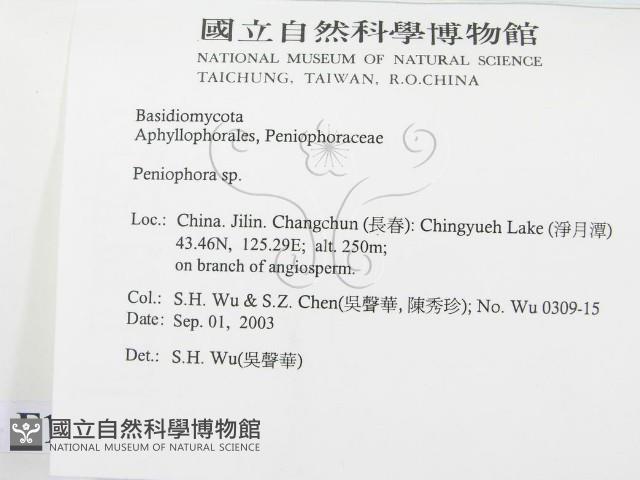 筍殼菌屬藏品圖，第2張