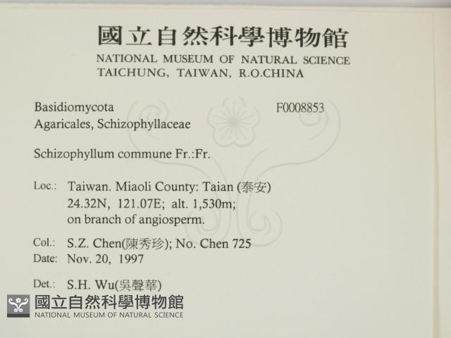 裂褶菌藏品圖，第2張