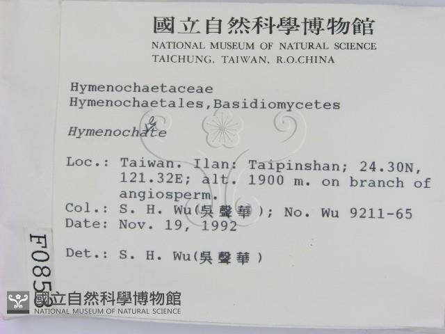 刺革菌屬藏品圖，第2張