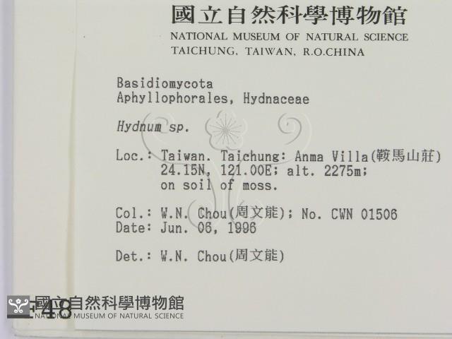 齒菌屬藏品圖，第2張