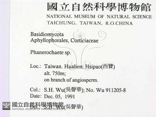 顯絲菌屬藏品圖，第2張