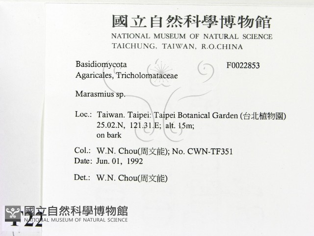 小皮傘屬藏品圖，第2張