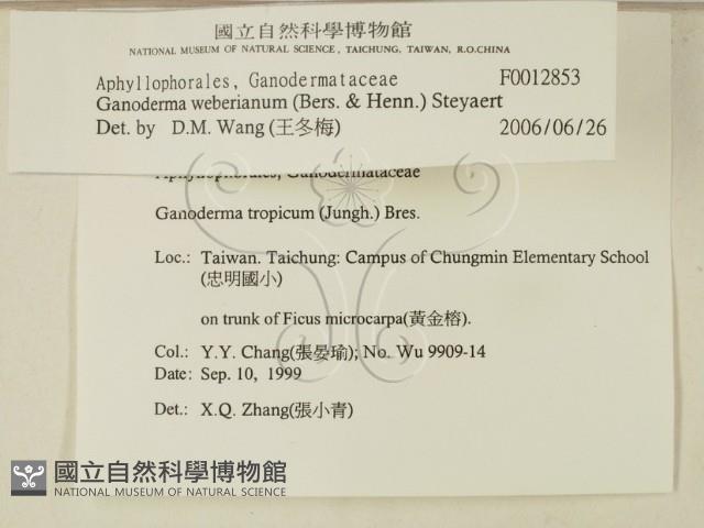 登錄號:F0012853藏品圖，第2張