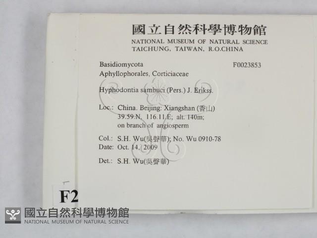 冇骨消絲齒菌藏品圖，第2張