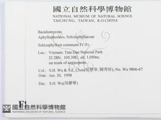 裂褶菌藏品圖，第2張