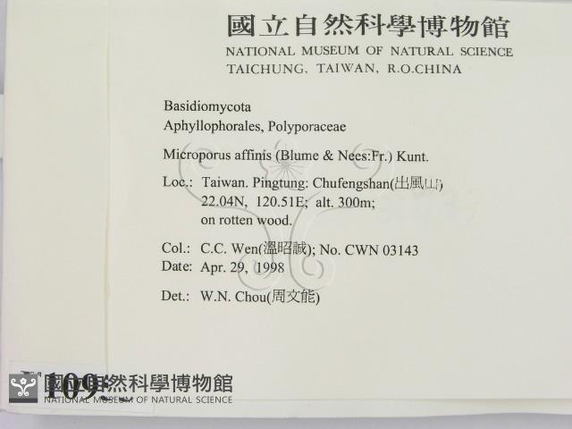 相鄰小孔菌藏品圖，第2張
