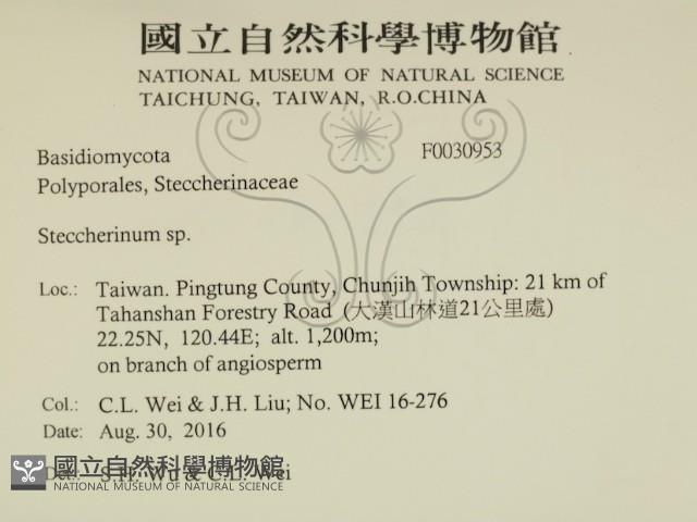 齒耳菌屬藏品圖，第2張