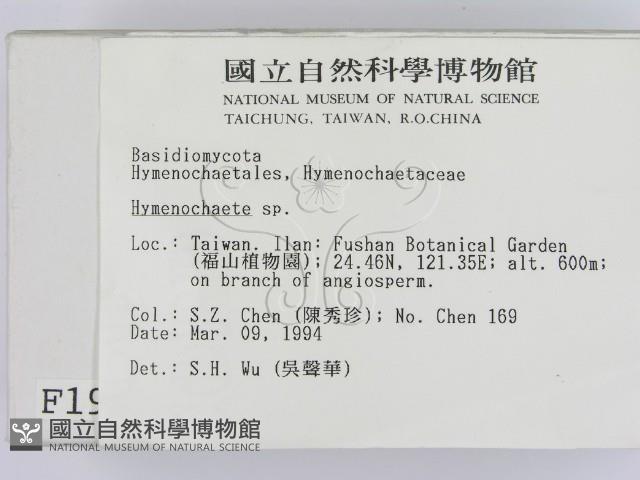 刺革菌屬藏品圖，第2張