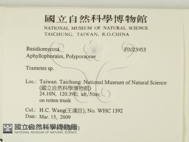 栓菌屬藏品圖，第2張