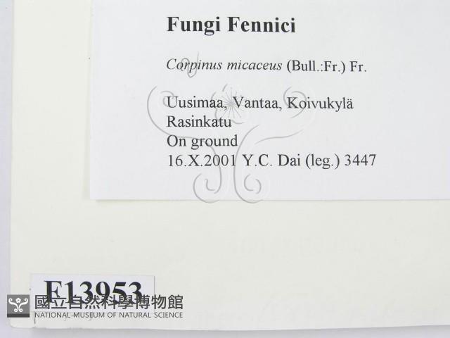 登錄號:F0013953藏品圖，第2張