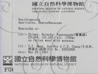 濕傘屬藏品圖，第2張