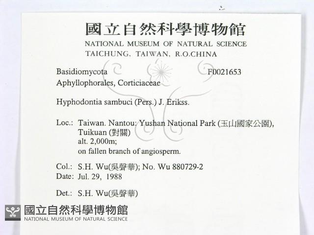 冇骨消絲齒菌藏品圖，第2張