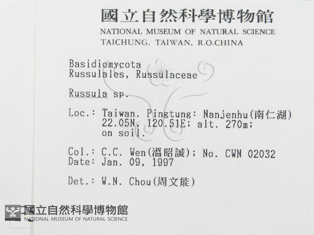 紅菇屬藏品圖，第2張