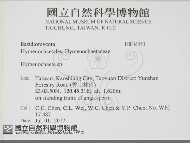 刺革菌屬藏品圖，第2張