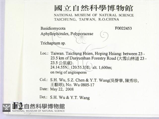 附毛菌屬藏品圖，第2張