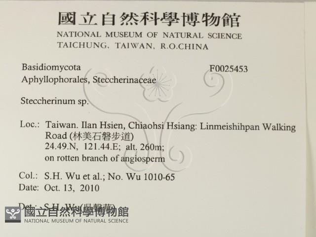 齒耳菌屬藏品圖，第2張