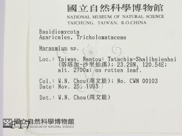 小皮傘屬藏品圖，第2張