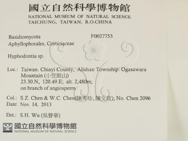 絲齒菌屬藏品圖，第2張