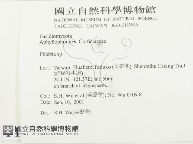 射脈菌屬藏品圖，第2張