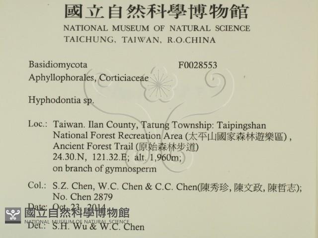 絲齒菌屬藏品圖，第2張