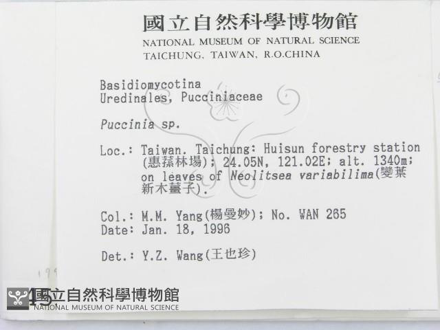 柄銹菌屬藏品圖，第2張