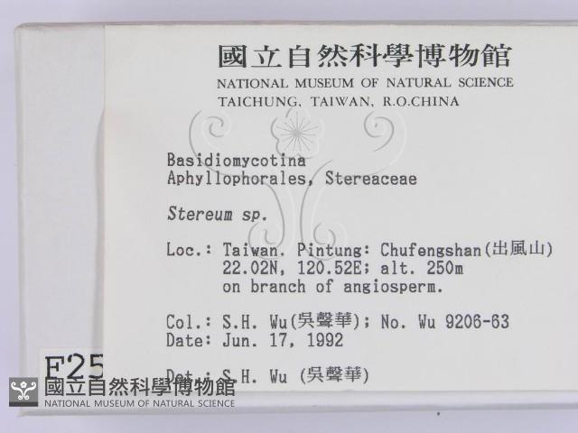 韌革菌屬藏品圖，第2張