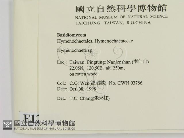 刺革菌屬藏品圖，第2張