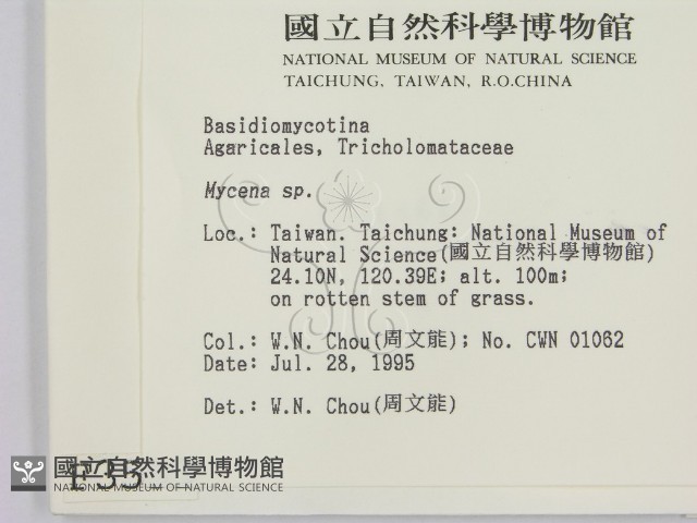 小菇屬藏品圖，第2張