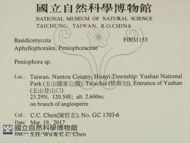 筍殼菌屬藏品圖，第2張
