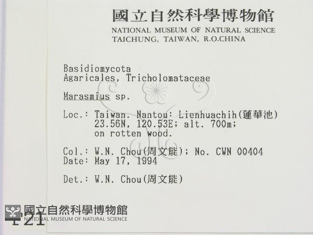 小皮傘屬藏品圖，第2張