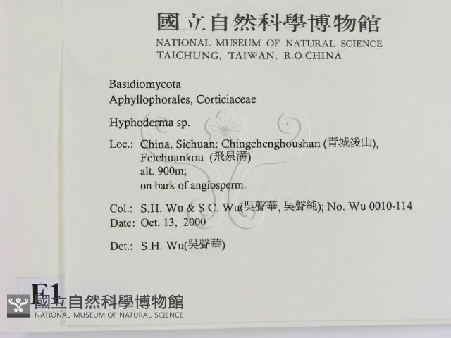 絲皮菌屬藏品圖，第2張
