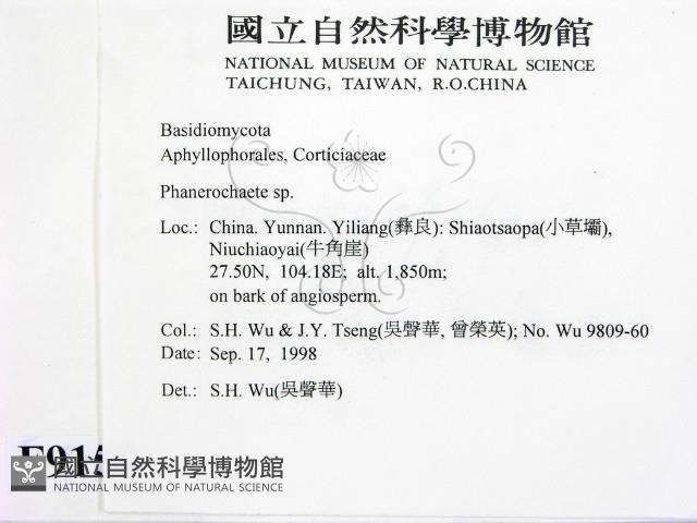 顯絲菌屬藏品圖，第2張