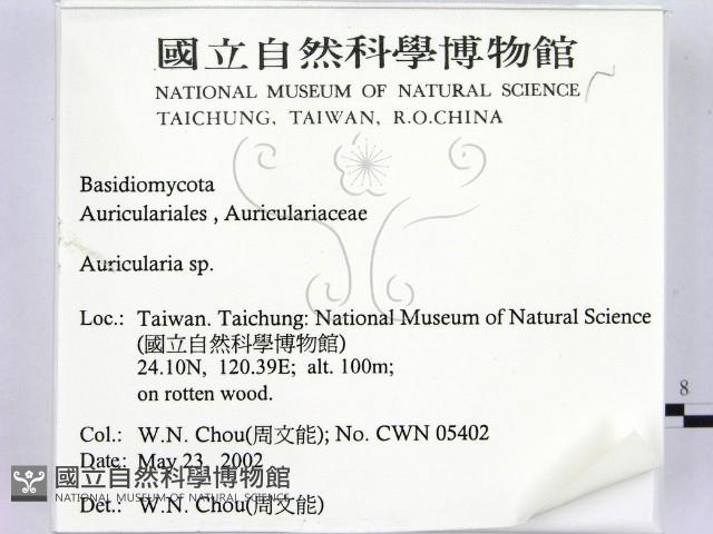 木耳屬藏品圖，第2張