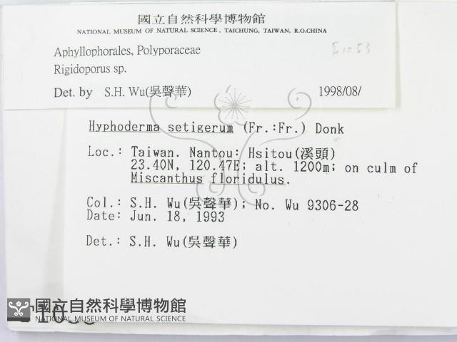硬孔菌屬藏品圖，第2張