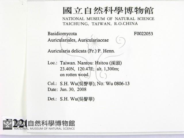 皺木耳藏品圖，第2張